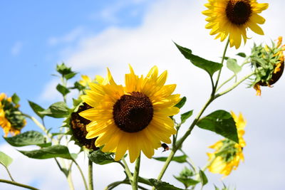 Close-up of yellow sunflower against sky