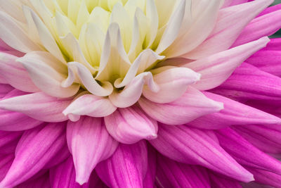 Full frame shot of pink flower