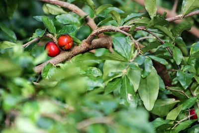 Close-up of cherries on tree