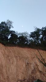 Low angle view of trees on field against clear sky