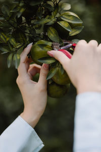 Cropped hand of woman holding fruit