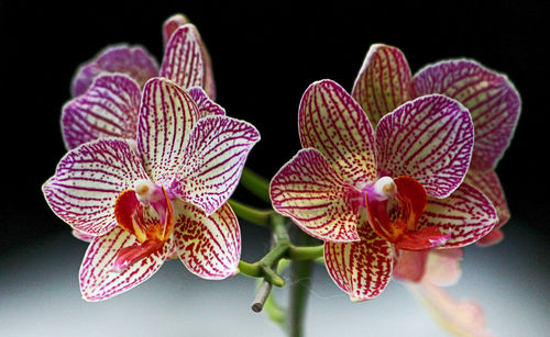 Close-up of pink flower against black background