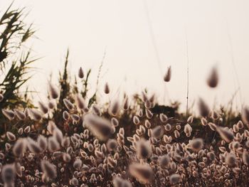 Close-up of plants against sky