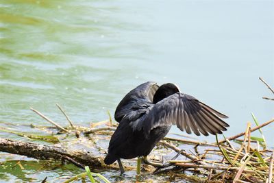 Coot flapping wings