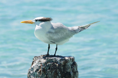 Close-up of bird perching on sea