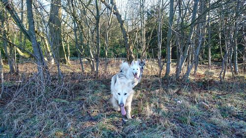 Portrait of dog on field