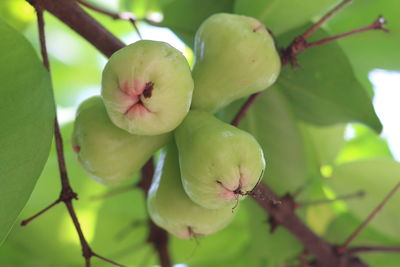 Close-up of fruit growing on tree