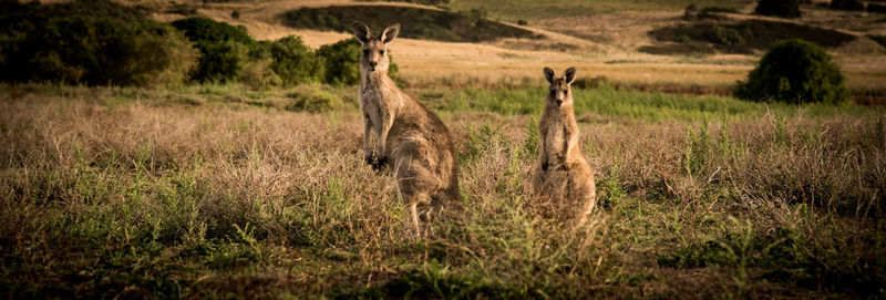 View of trees in field