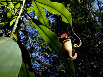 Close-up of banana tree against plants