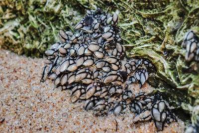 High angle view of shell on rock