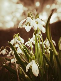 Close-up of white flowers blooming outdoors