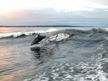 View of horse in sea