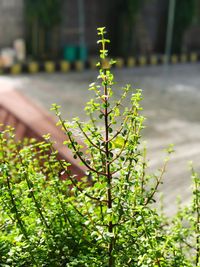 Close-up of plant