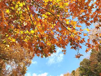 Low angle view of maple tree against sky