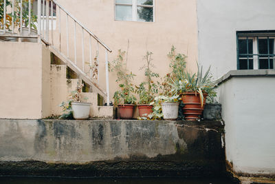 Potted plants on wall of building