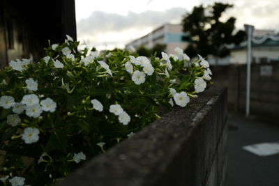 Close-up of white flowers blooming outdoors