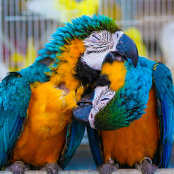 Close-up of blue macaw perching on wood