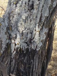 Full frame shot of tree trunk