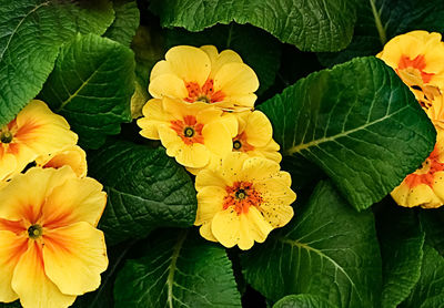 Close-up of green leaves