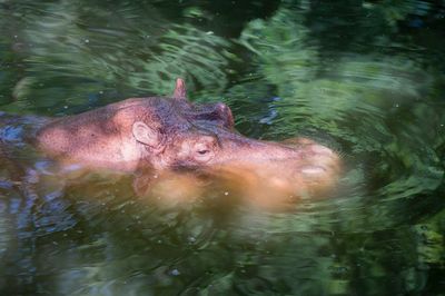 High angle view of turtle swimming in lake