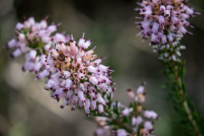 Close-up of bee on purple flowers