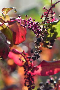 Close-up of berries growing on plant