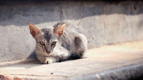 Portrait of a cat resting