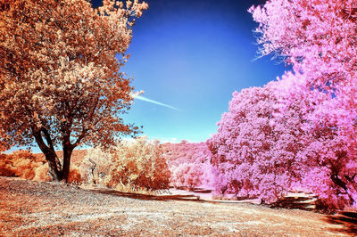 Trees against clear sky