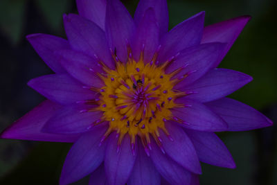 Close-up of flower blooming outdoors