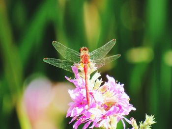 Close-up of butterfly on flower