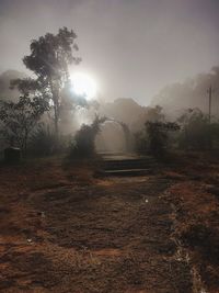 Trees on field against sky during foggy weather