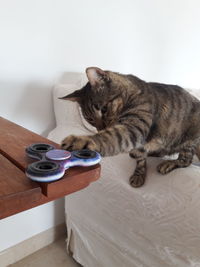 Cat sitting on table at home