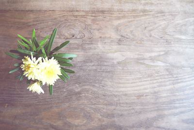 High angle view of flowering plant on table