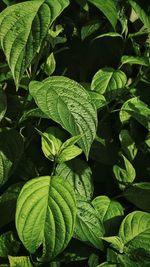 Full frame shot of green leaves