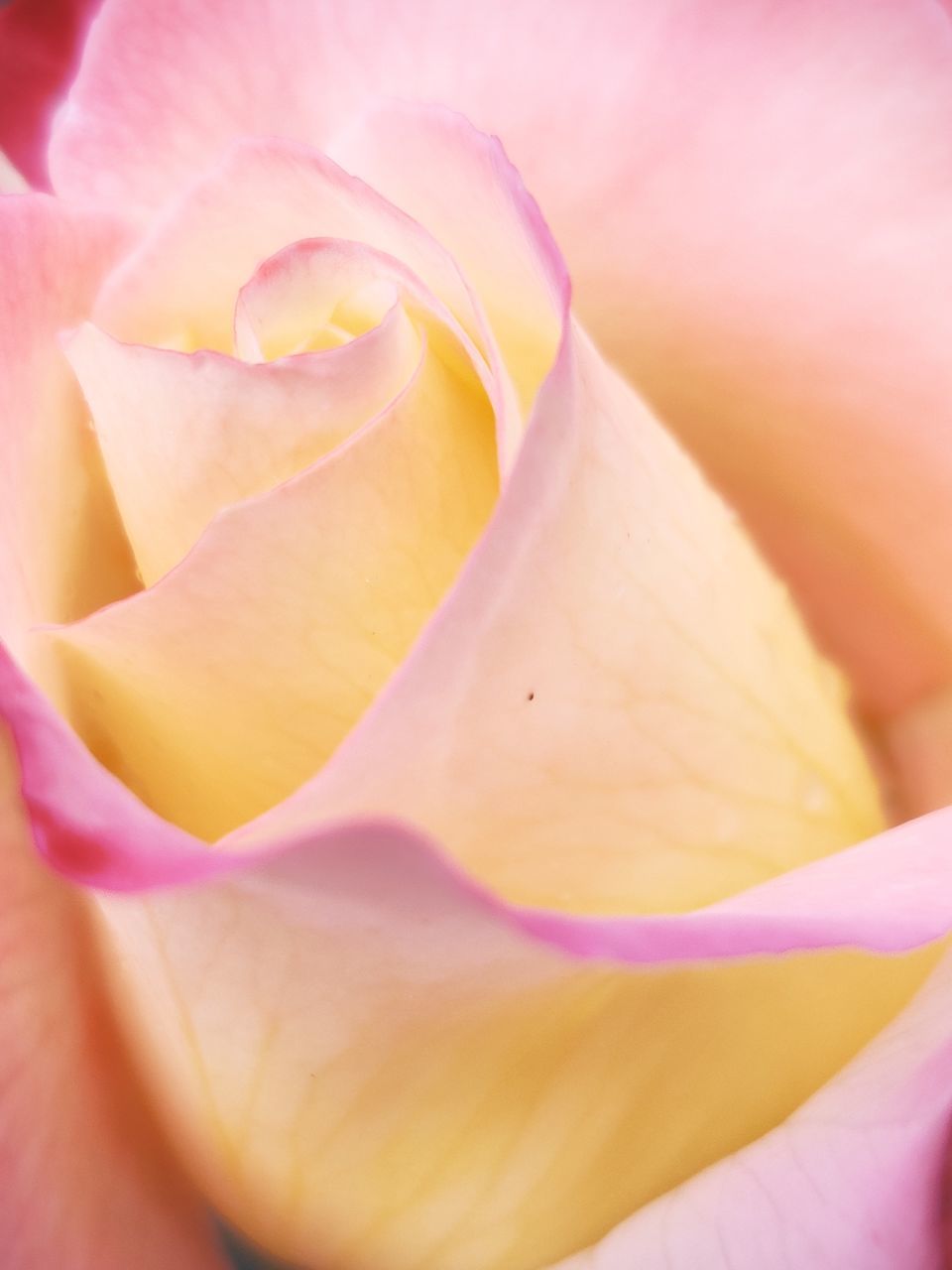 CLOSE-UP OF PINK ROSE FLOWER HEAD