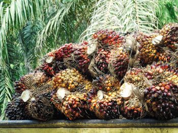 Close-up of fruits. palm oil