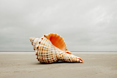 Close-up of seashell at beach against sky