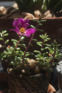 Close-up of flowers