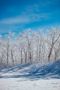 Bare trees on snow covered land against blue sky