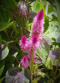 Close-up of pink flowers growing outdoors