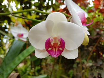 Close-up of white flower blooming outdoors