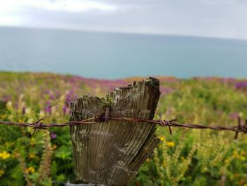 Close-up of plant against sea