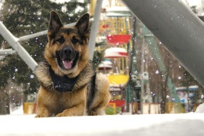 Portrait of dog in winter