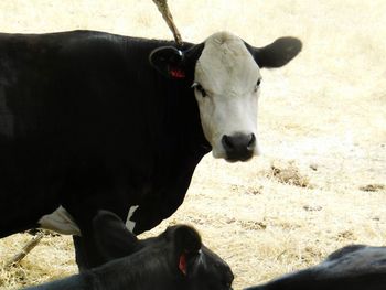 Close-up of cow