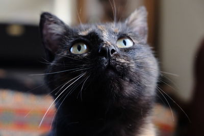 Close-up portrait of a cat