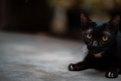 Portrait of black cat on floor