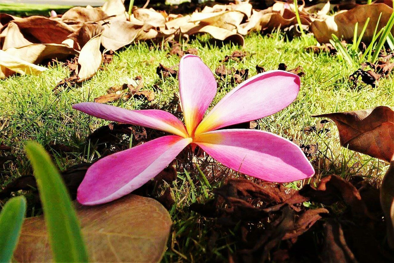 CLOSE-UP OF FLOWERS ON FIELD