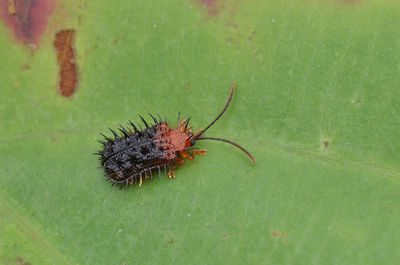 Close-up of insect on green leaf