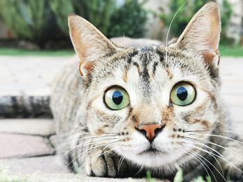 Close-up portrait of tabby cat