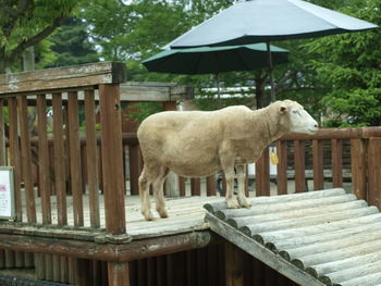 Horse standing in pen